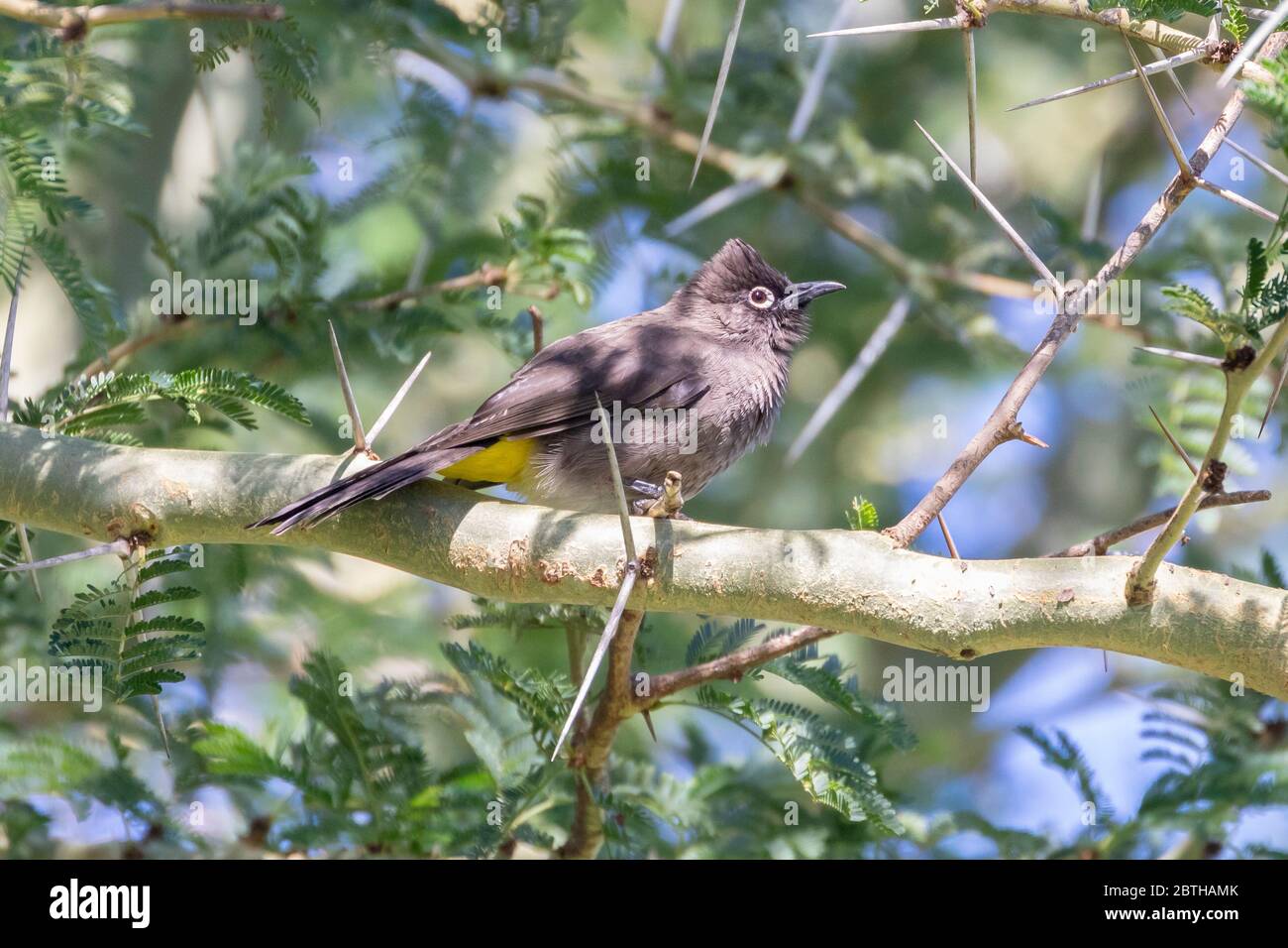 Cap Bulbul (Pycnonotus capensis) perché dans un arbre de fièvre (Vachellia xanthophloea), Cap occidental, Afrique du Sud en automne Banque D'Images
