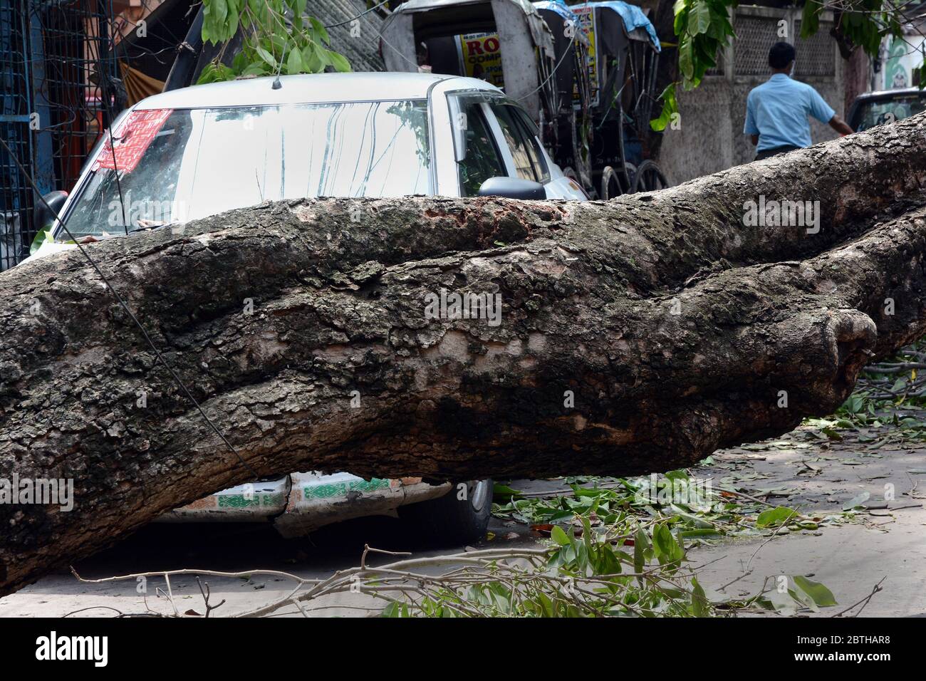 Le cyclone Amphan a fait des chutes dans la ville indienne orientale de Kolkata, des milliers d'arbres, sondage d'électricité, lignes téléphoniques ont été déracinées dans les rues. Banque D'Images