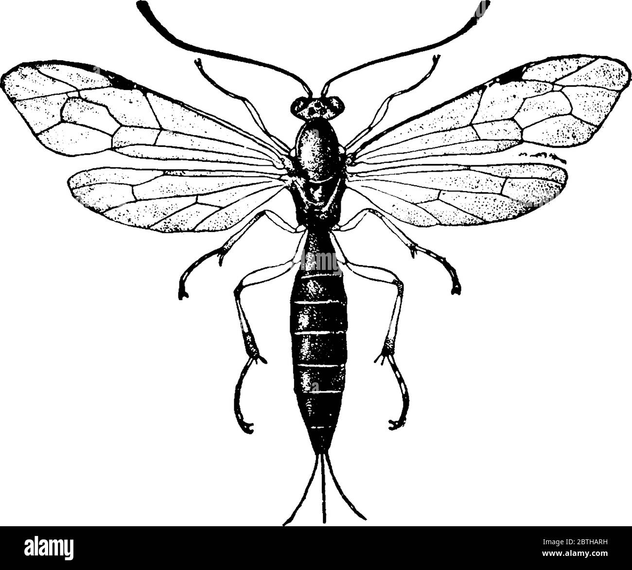 Une représentation typique d'une abeille, Pimpla inquisito, avec un corps maigre et tacheté. Les veines radiales passent par leurs avant-brewings et les ailes arrière, ligne vintage Illustration de Vecteur
