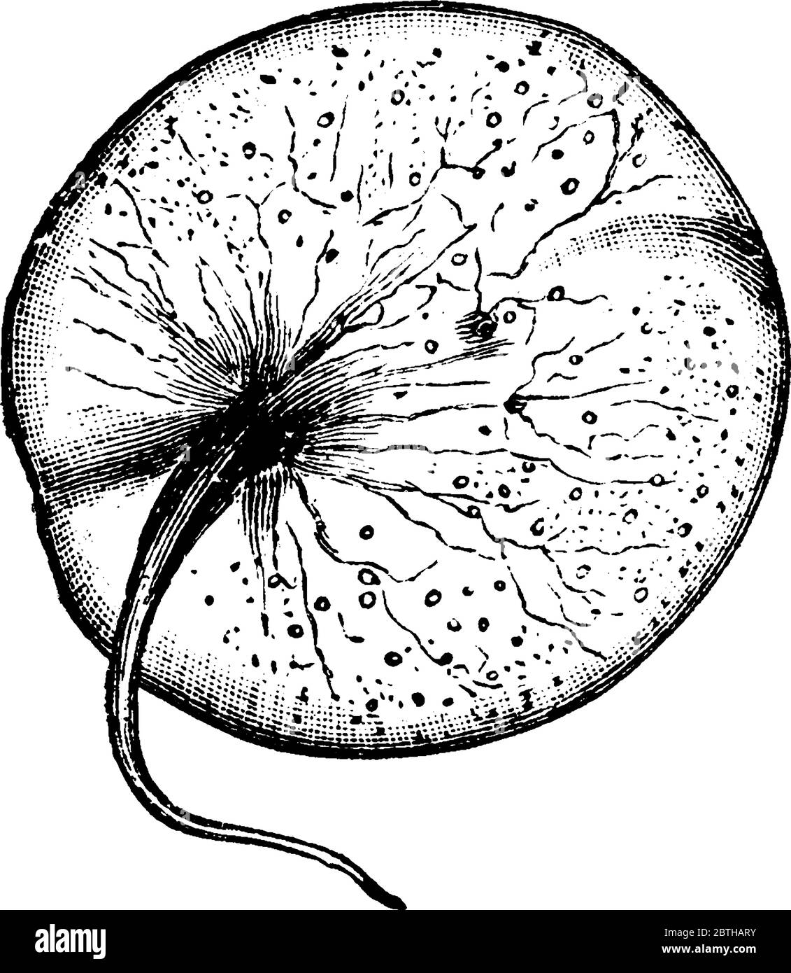 Chez Noctilucales, la cellule mature est diploïde et son noyau ne montre pas d'organisation dinokaryotique. Ces cellules sont très grandes, de 1 à 2 millimes Illustration de Vecteur