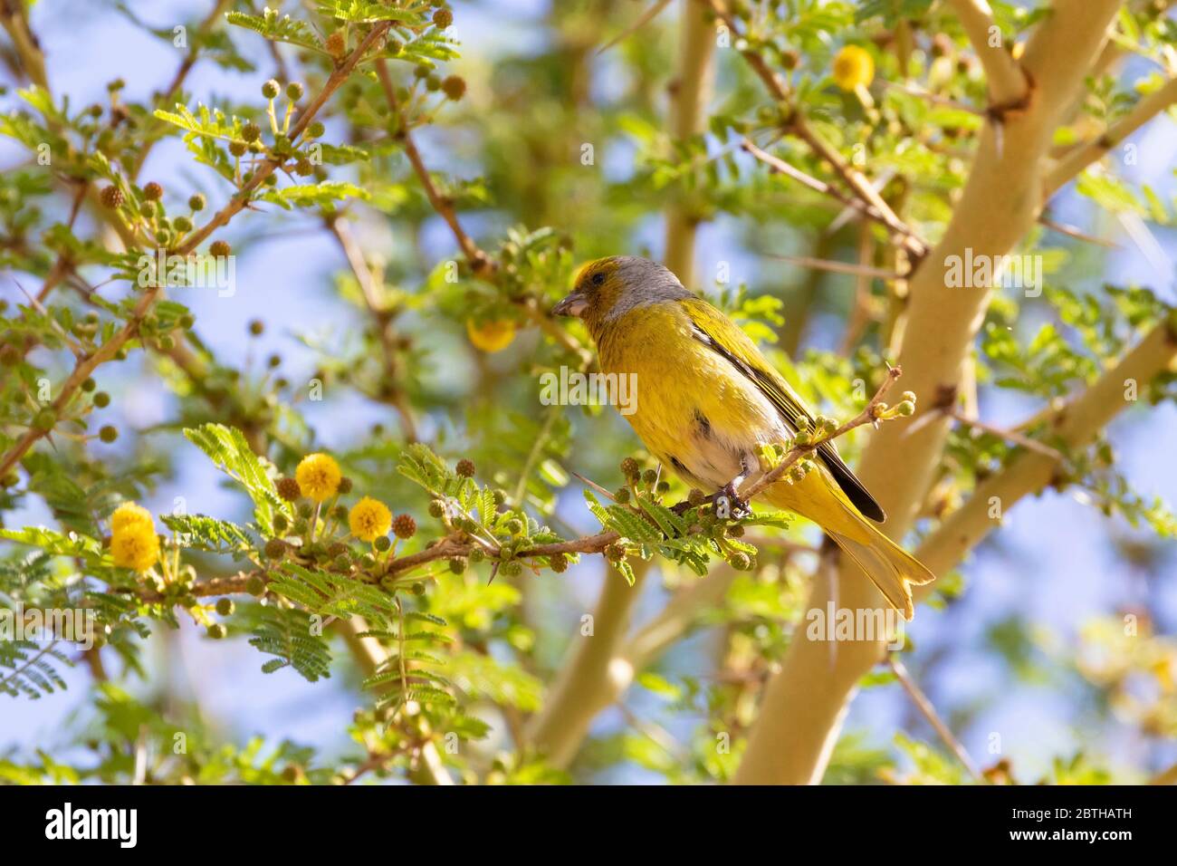 Cap Canary (Serinus canicollis) perché dans un arbre de fièvre (Vachellia xanthophloea), Cap occidental, Afrique du Sud Banque D'Images
