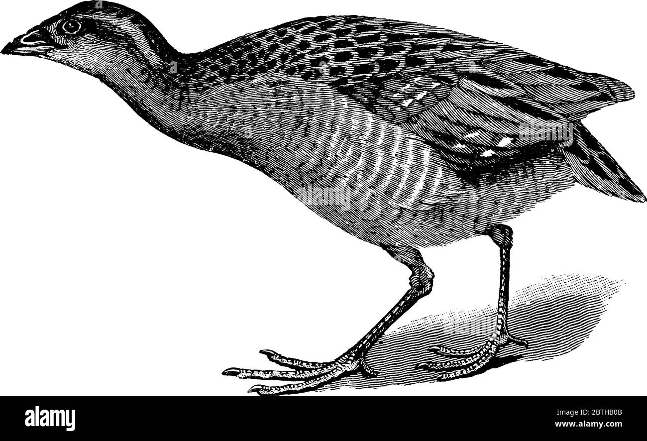 Le Landrail ou le Crake de maïs est un oiseau de la famille des Rallidae. Ils ont des corps solides, des jambes fortes, des ailes courtes arrondies et une queue courte., ligne vintage Illustration de Vecteur