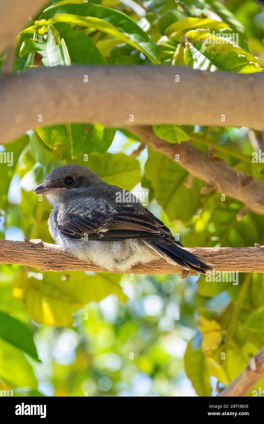 La nouvelle fiscale commune (Lanius collaris), alias fiscal Shrike, Butcher Bird, Jackie Hangman, Robertson, Western Cape, Afrique du Sud perchée dans un arbre Banque D'Images