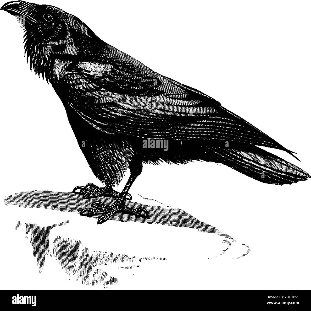 Raven est un oiseau de passereau foncé à forte bec, plus grand que le corbeau de la famille des Corvidae., dessin de ligne vintage ou illustration de gravure. Illustration de Vecteur