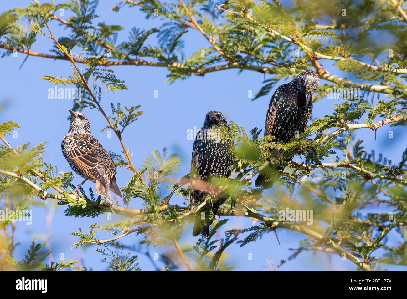 Trois étoiles communes ou européennes non reproductrices (Sturnus vulgaris) dans un arbre de fièvre (Vachellia xanthophloea) Langeberg, Cap occidental, Afrique du Sud Banque D'Images