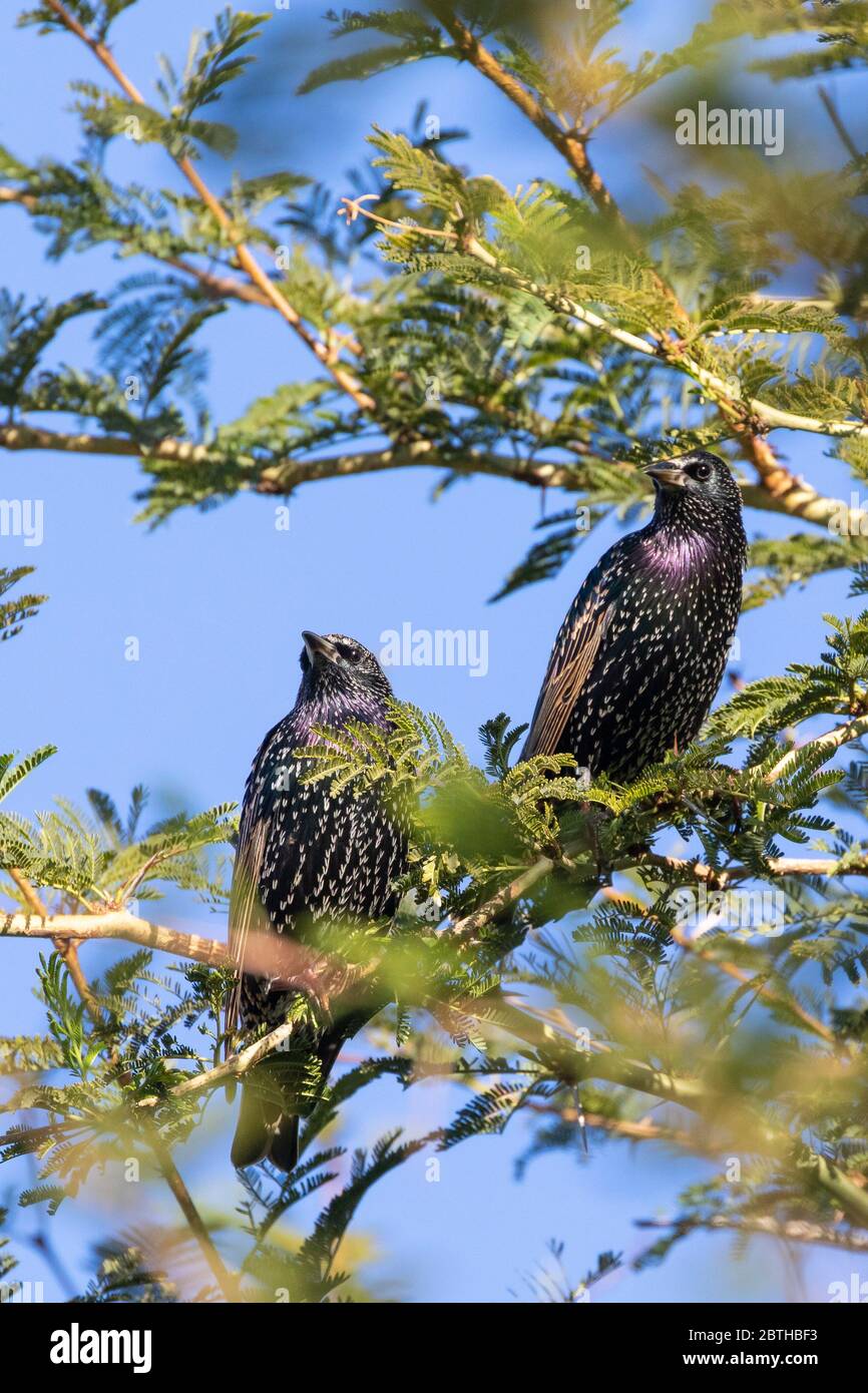 Elings communs ou européens non reproducteurs (Sturnus vulgaris) dans un arbre de fièvre (Vachellia xanthophloea) en automne, rivière Breede, Cap occidental, Sud-Afr Banque D'Images