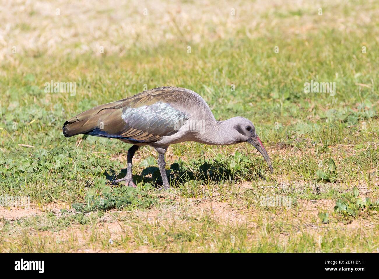 Hadeda / Hadada Ibis (Bostrychia hagedash) fourragère dans les prairies du Cap occidental, Afrique du Sud en hiver Banque D'Images