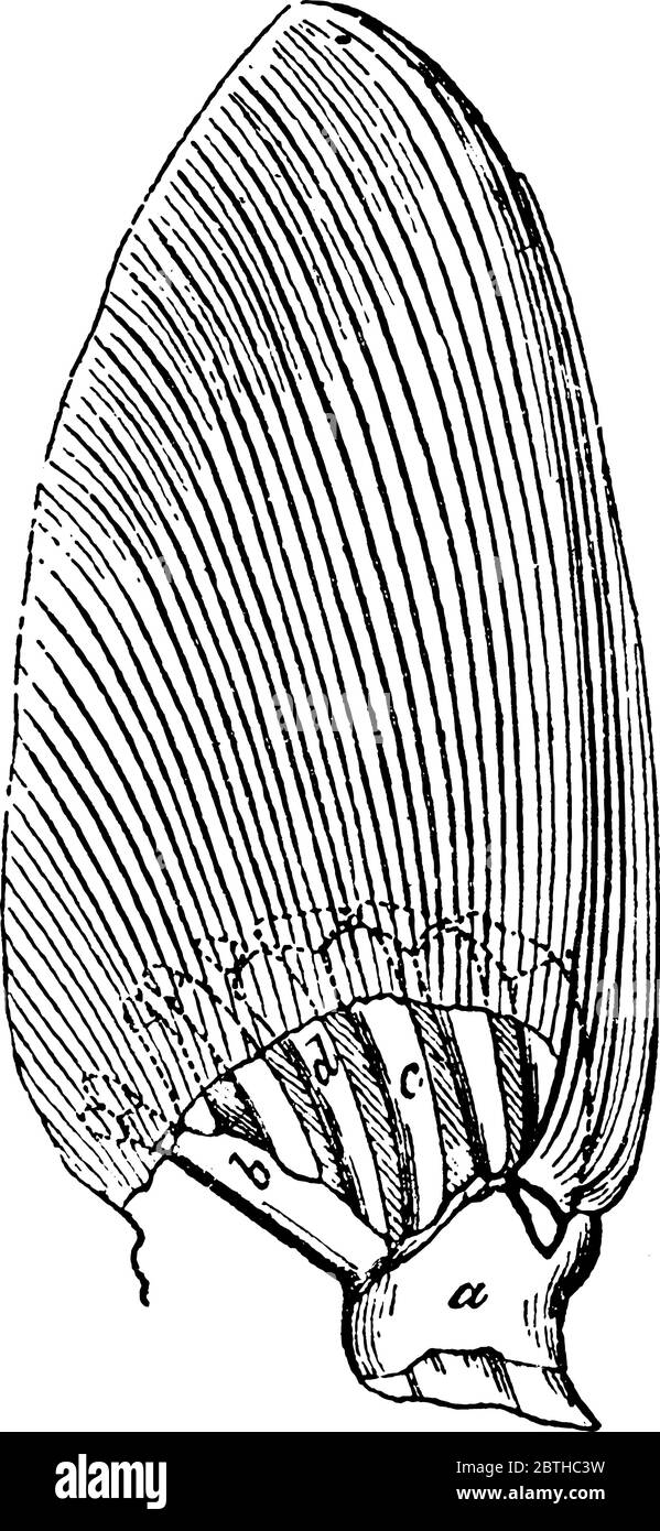 Représentation typique de la partie avant-membre d'Acipenser, qui a des bandes longitudinales, avec les parties étiquetées, vintage ligne dessin ou gravure illu Illustration de Vecteur