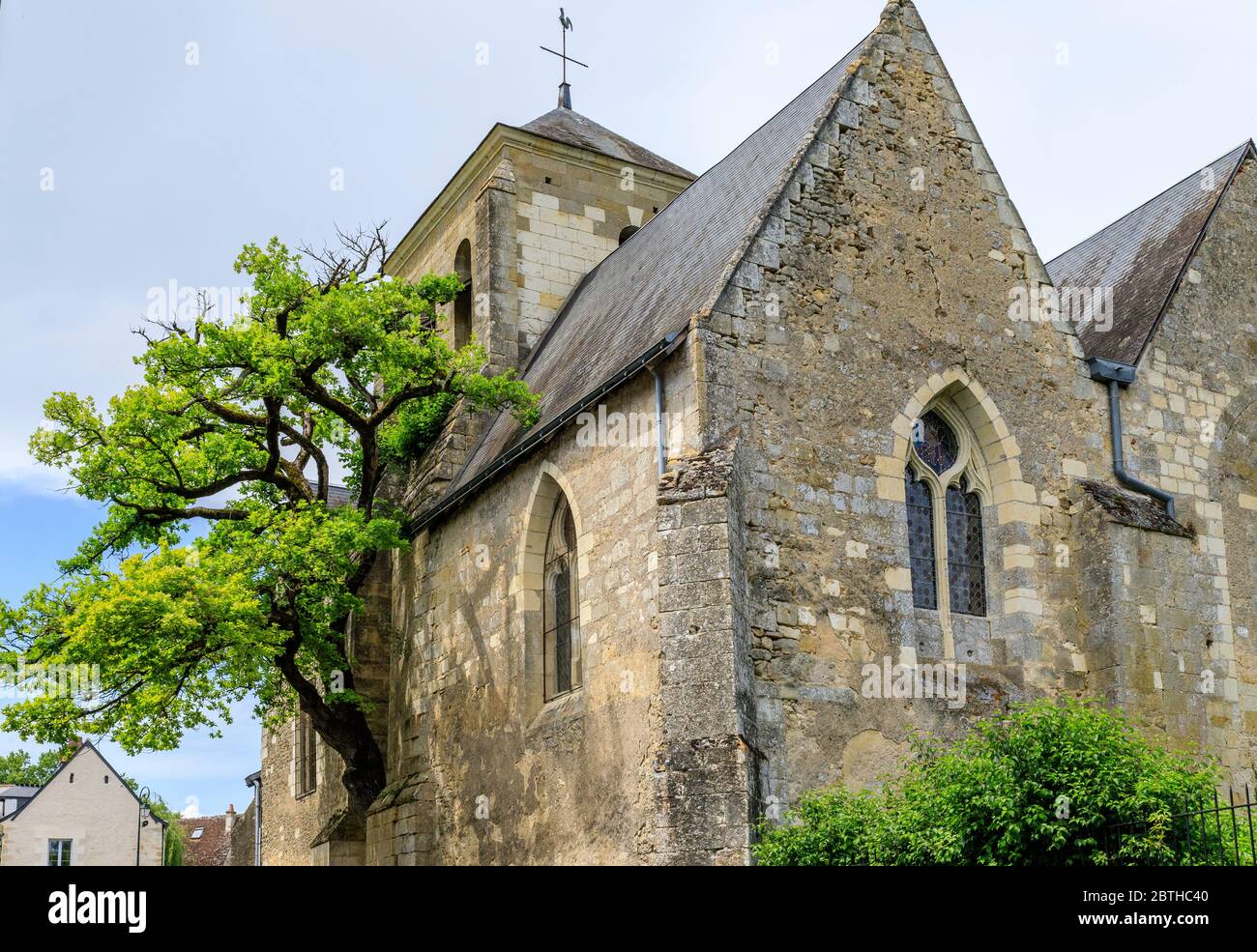 France, Indre et Loire, Chelle, vieux chêne (Quercus) classé arbre remarquable de France par l'association A.R.B.R.E.S. poussant dans le mur de Saint Didier ch Banque D'Images