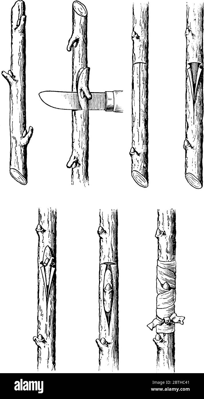 Le bourgeonnement est un type de reproduction asexuée. Par cette technique, un nouvel organisme (plante ou arbre) est issu du bourgeon d'une autre plante ou arbre, vintag Illustration de Vecteur