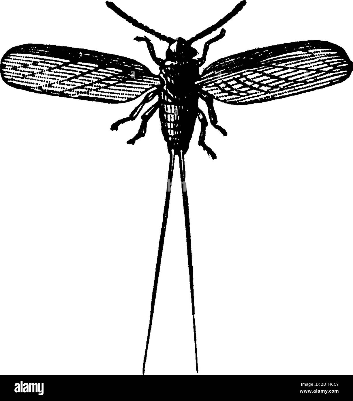 Image d'un insecte mâle adulte, dessin de ligne vintage ou illustration de gravure. Illustration de Vecteur