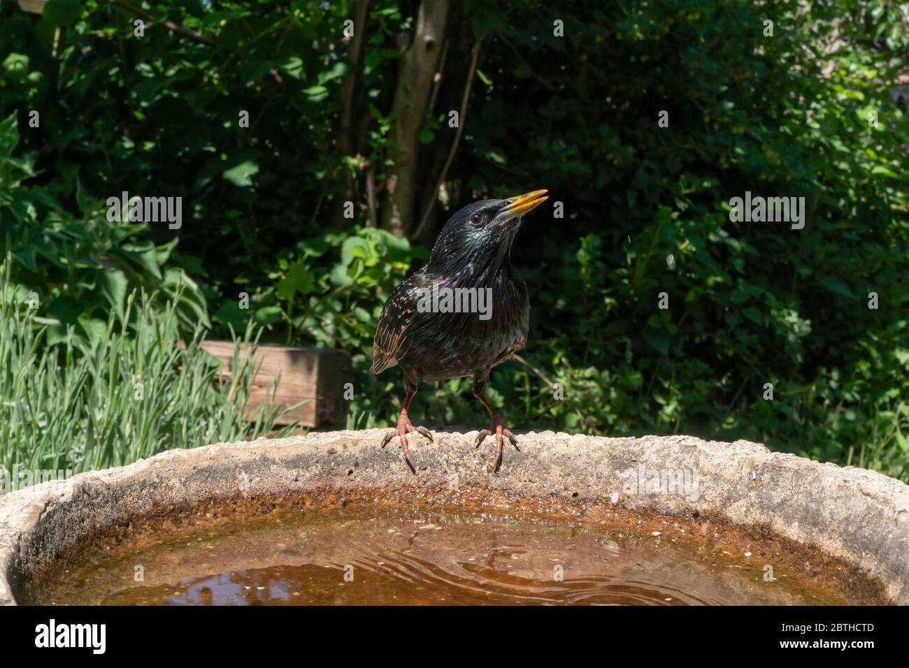 Starling Sturnus vulgaris. Adulte unique en été, en plumage, qui boit dans le jardin arrière, dans le bain d'oiseaux. Ressort. Îles britanniques. Banque D'Images