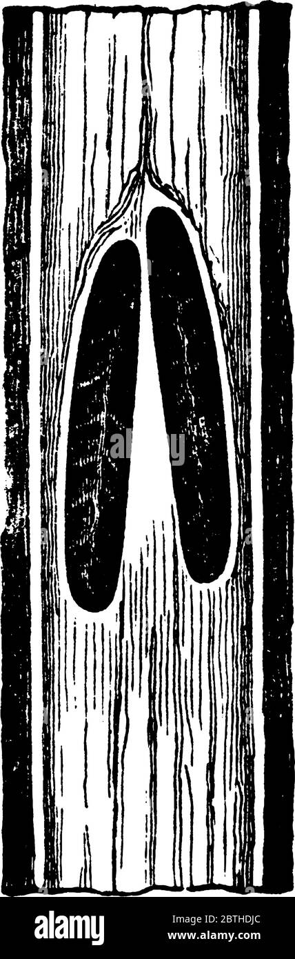 Image montrant des ponctions d'oeufs Cicada, une paire de chambres d'oeufs dont les oeufs ont été enlevés., dessin de ligne vintage ou illustration de gravure. Illustration de Vecteur