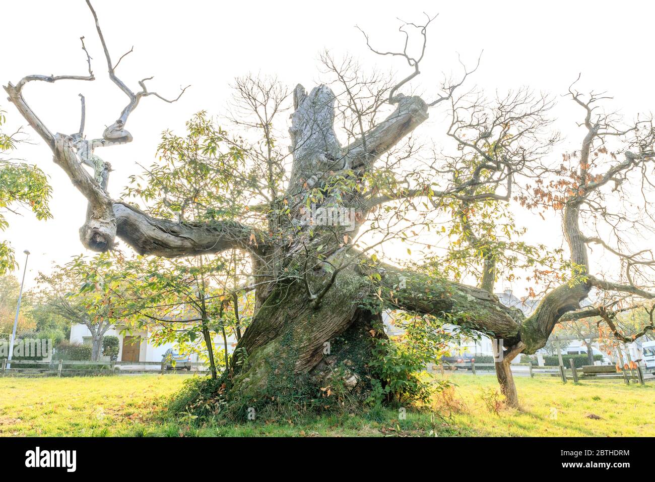 France, Loire Atlantique, Nantes, Parc Chantrerie, châtaigne (Castanea sativa) classé arbre remarquable de France par l'association A.R.B.R.E.S. // France, Banque D'Images