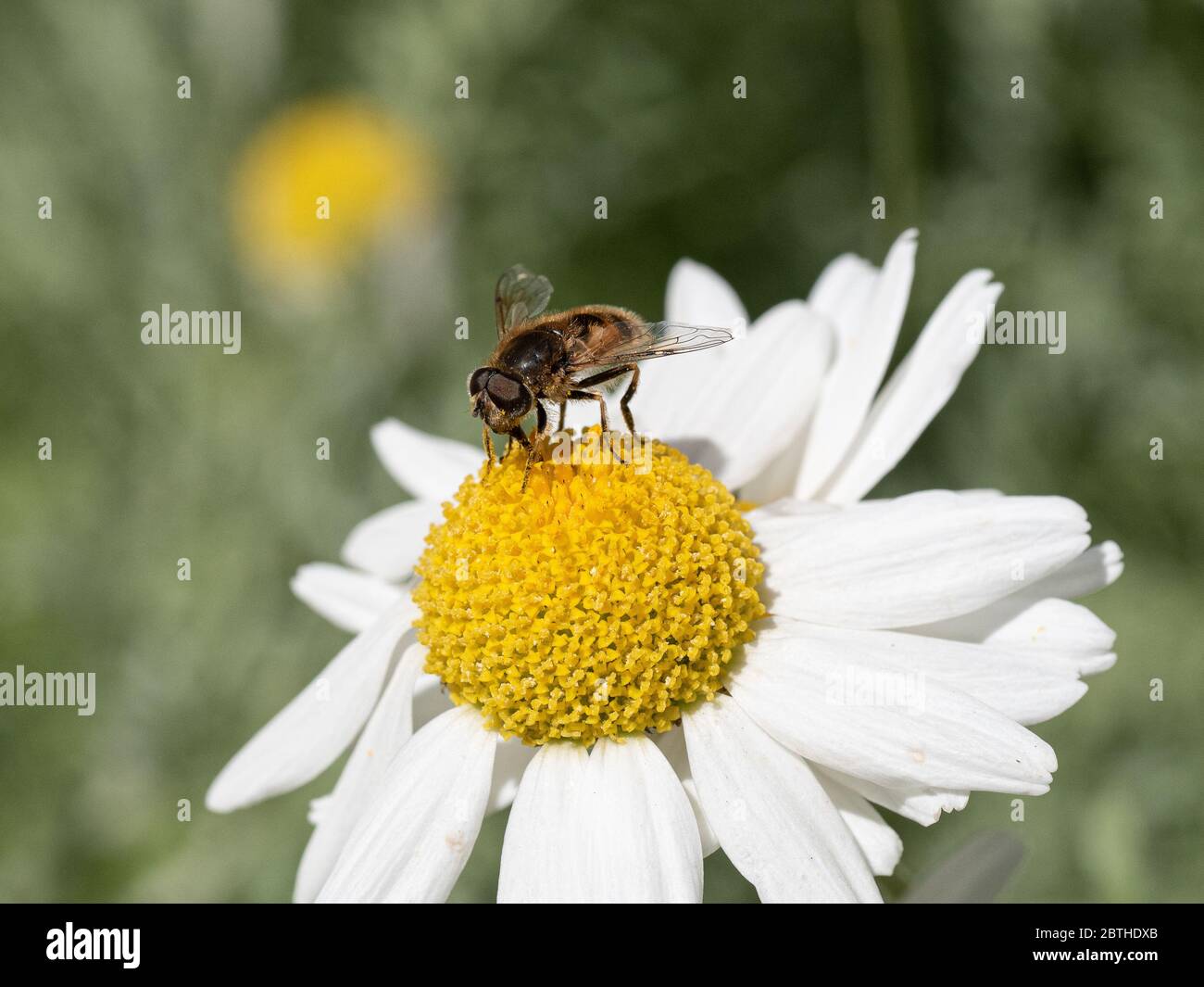 Gros plan d'une abeille se nourrissant d'une fleur de Marguerite blanche d'Anthemis punctata subsp. Cupaniana Banque D'Images