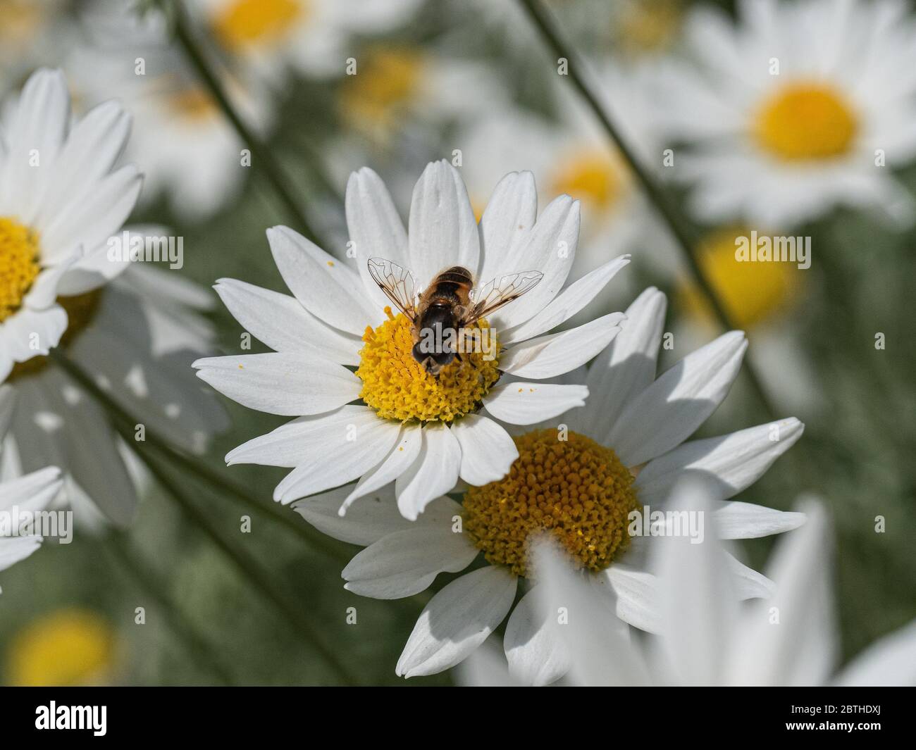 Gros plan d'une abeille se nourrissant d'une fleur de Marguerite blanche d'Anthemis punctata subsp. Cupaniana Banque D'Images