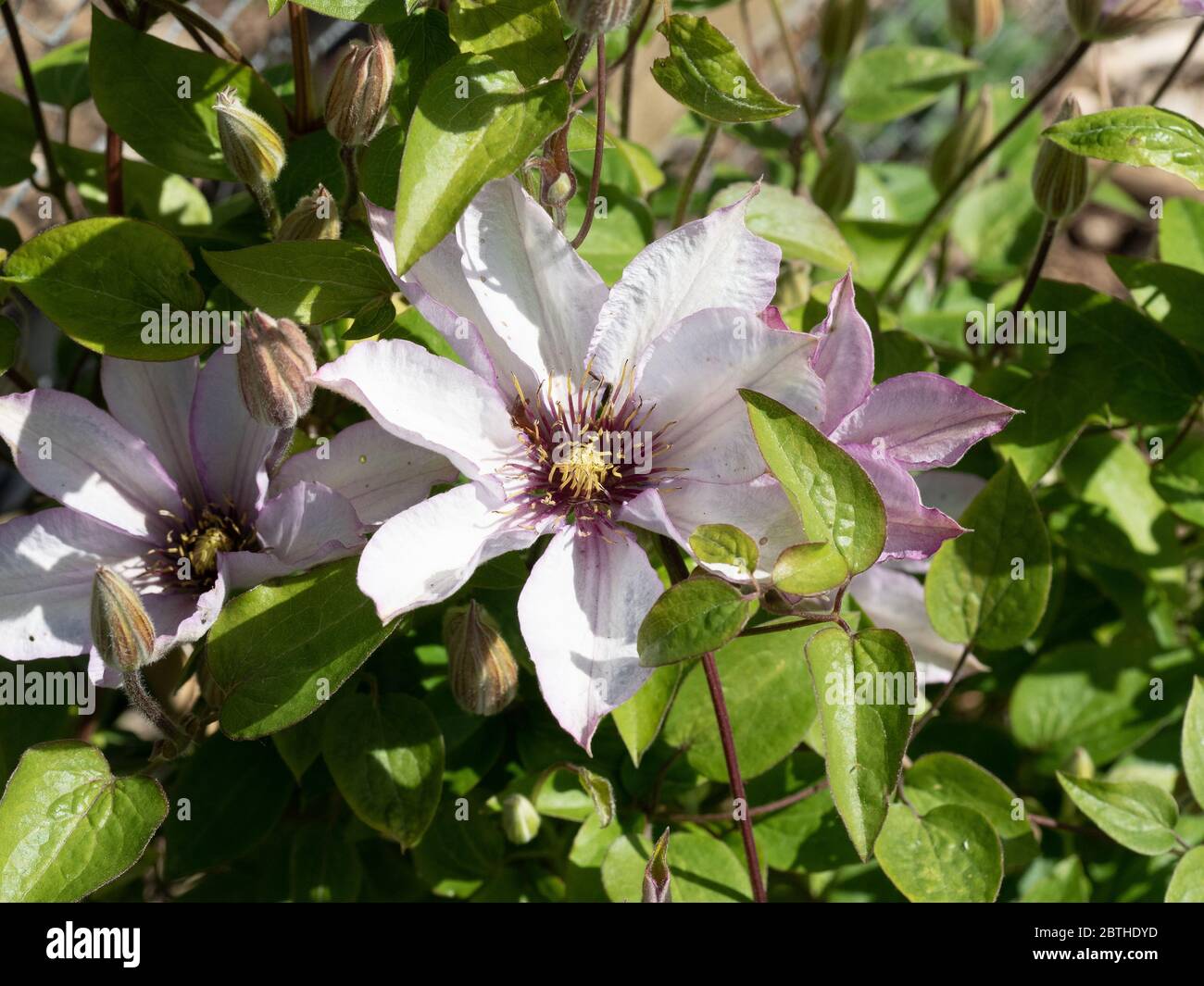 Une seule grande fleur violette pâle de Clematis Samaritan JO Photo Stock -  Alamy