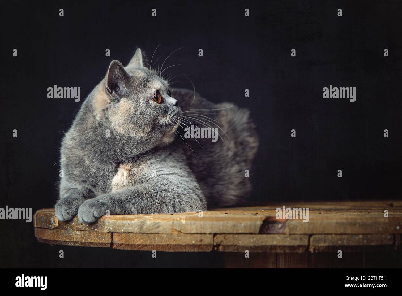 Un beau chat pylashort britannique gris-bleu, posé sur une table en bois dans le studio Banque D'Images