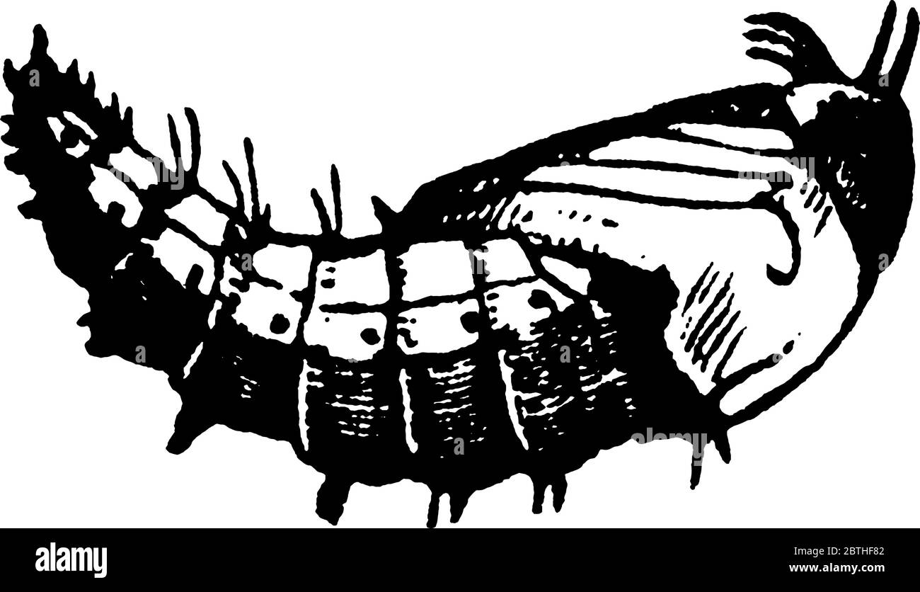 Stade larvaire d'une mouche asilide, espèce d'Erax bastardi, en position verticale, dessin de ligne vintage ou illustration de gravure. Illustration de Vecteur