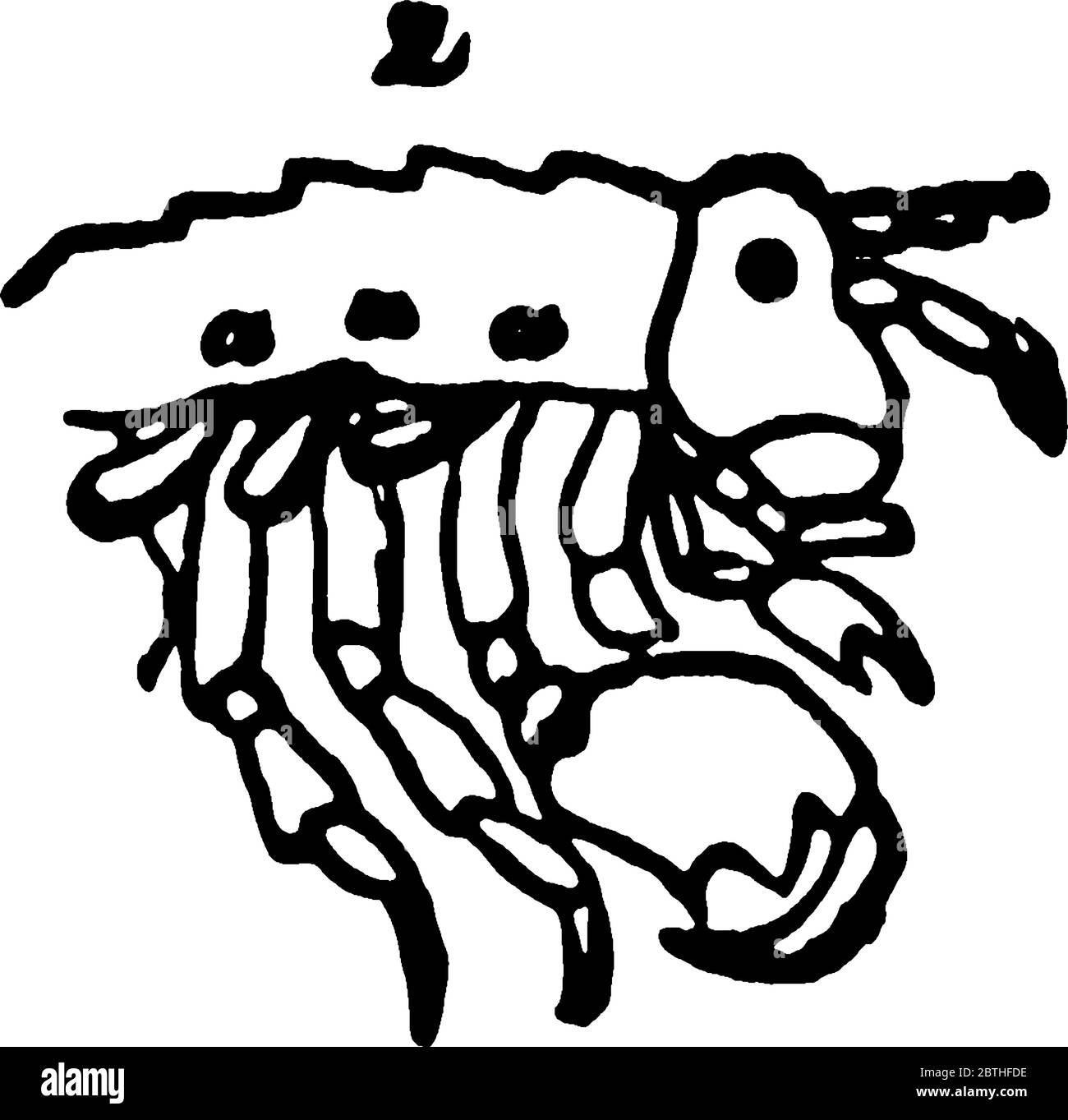 Amphipoda, dessin de ligne vintage ou illustration de gravure. Illustration de Vecteur