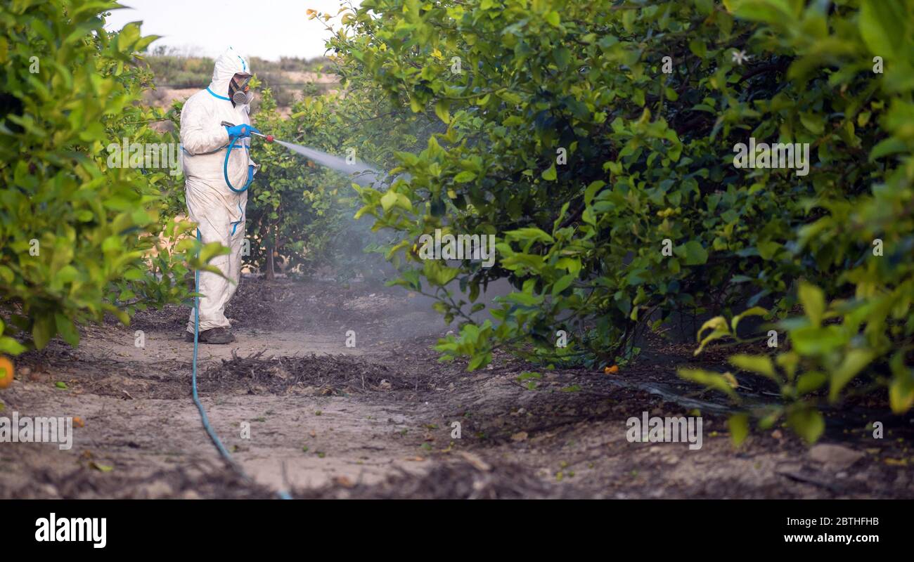 Vaporisez un pesticide écologique. Fermier fumigation dans le costume de protection et masque citronniers. Homme pulvérisant des pesticides toxiques, pesticides, insecticides Banque D'Images