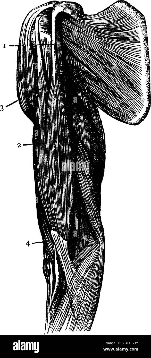 Les muscles du biceps détendus, '1 et 3', représentant deux têtes du muscle; '2 et 3', représentant, la partie musculaire et le tendon fixant au FO Illustration de Vecteur