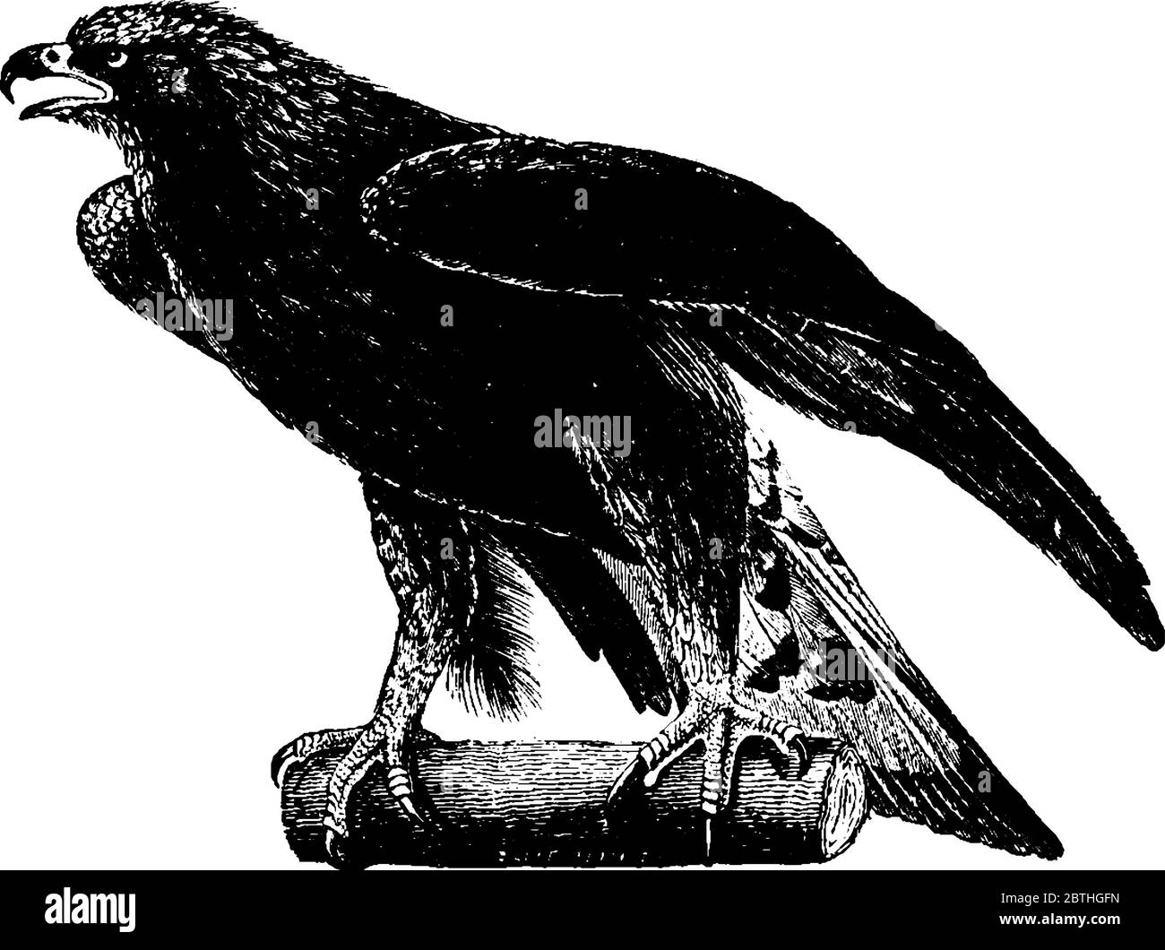 L'aigle doré est un grand oiseau de couleur brune qui se nourrit de chair, de dessins de ligne vintage ou d'illustrations gravées. Illustration de Vecteur