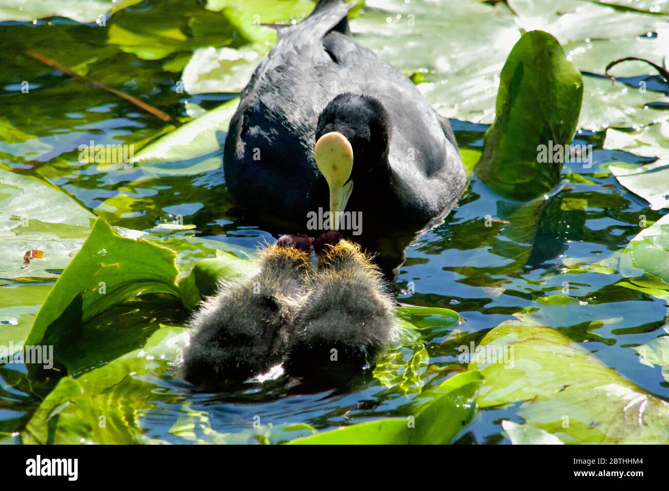 Les poussins de Coot étant nourris par leurs parents à Queensmere Pond à Wimbledon Common, Londres, Royaume-Uni Banque D'Images