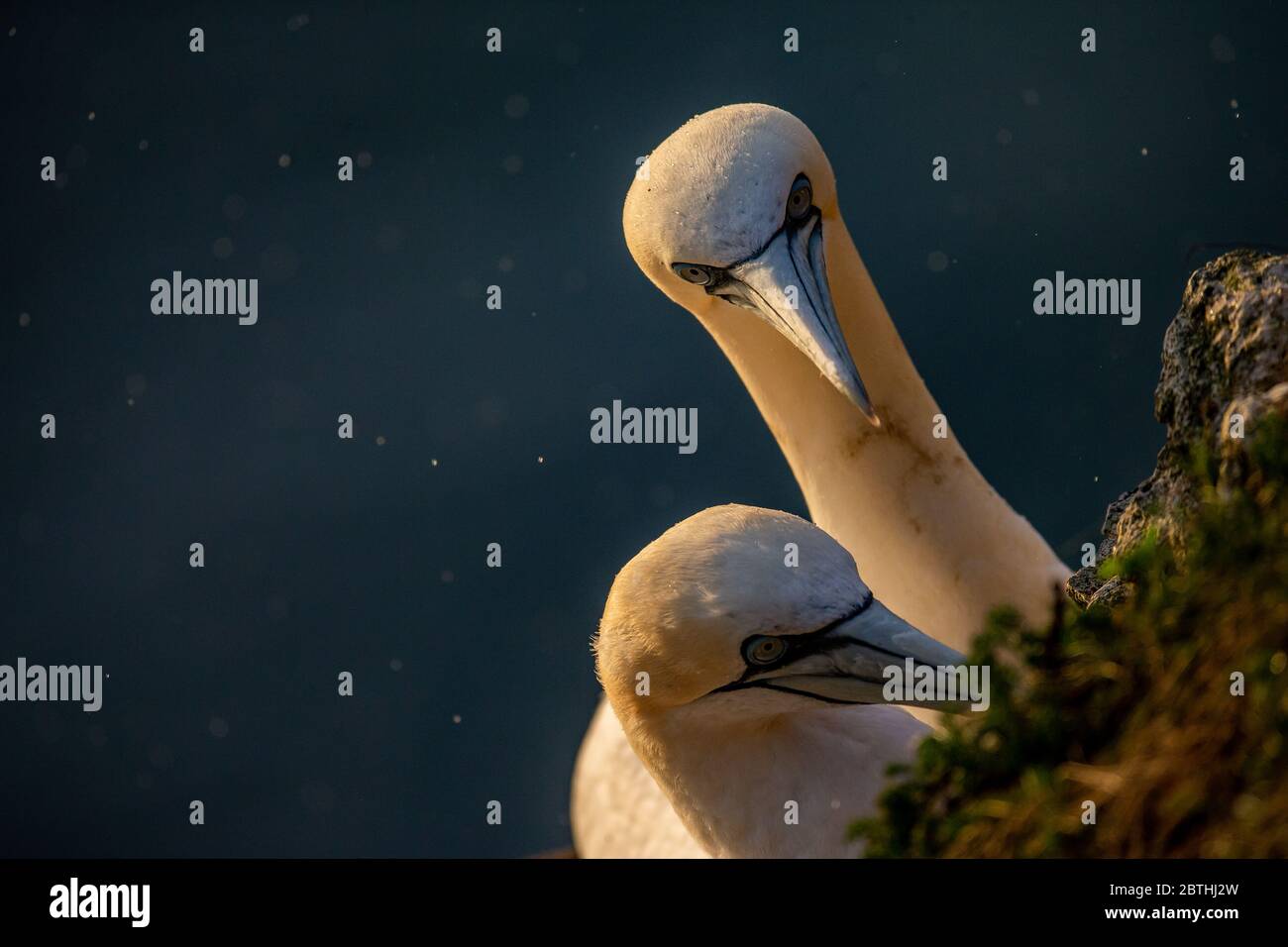 Un Gannet niche sur les falaises de Bempton le 9 juillet 2019 près de Bridlington, en Angleterre. Des milliers d'oiseaux de mer, y compris des gantets, migrent depuis les climats plus chauds pour nicher sur les falaises de craie de Bempton, dans le North Yorkshire, où ils passeront l'été à se reproduire et à élever leurs jeunes. Plus de 20,000 Gannets - cette paire pour la vie et peut vivre pendant plus de 20 ans - constituent le quart d'un million d'oiseaux marins qui reviennent nicher chaque été sur ces falaises de craie de 100 mètres de haut. Les Gannets qui nichent dans la réserve RSPB de Bempton Cliffs constituent la plus grande colonie de reproduction du continent britannique. Banque D'Images