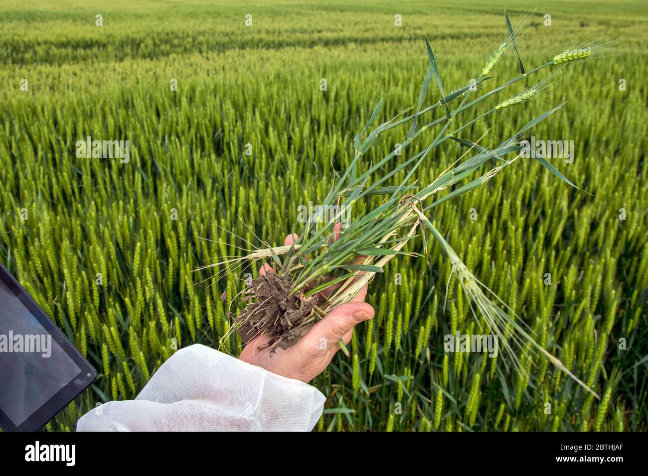 L'agronome effectue une inspection visuelle de l'état du jeune blé. Il utilise également les données des tablettes. Banque D'Images