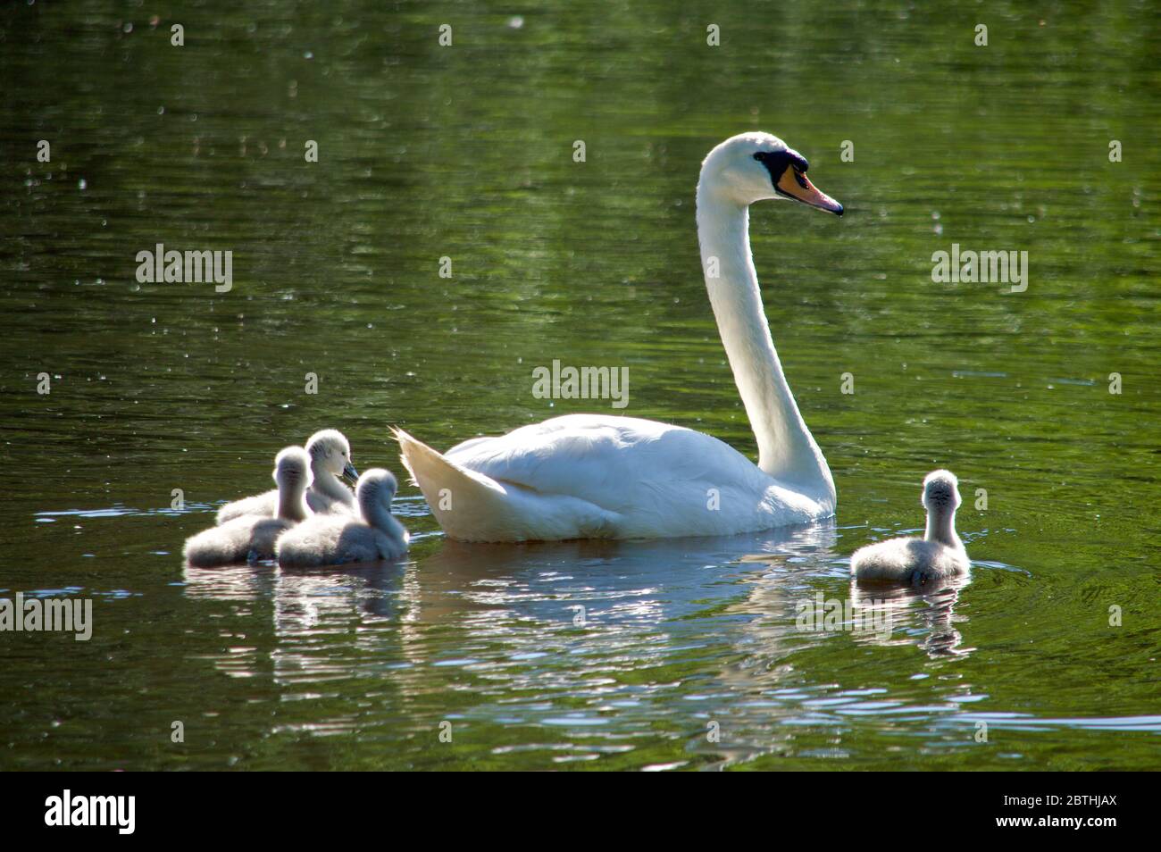 Les cygnets étant nourris par leurs parents à Queensmere Pond à Wimbledon Common, Londres, Royaume-Uni Banque D'Images