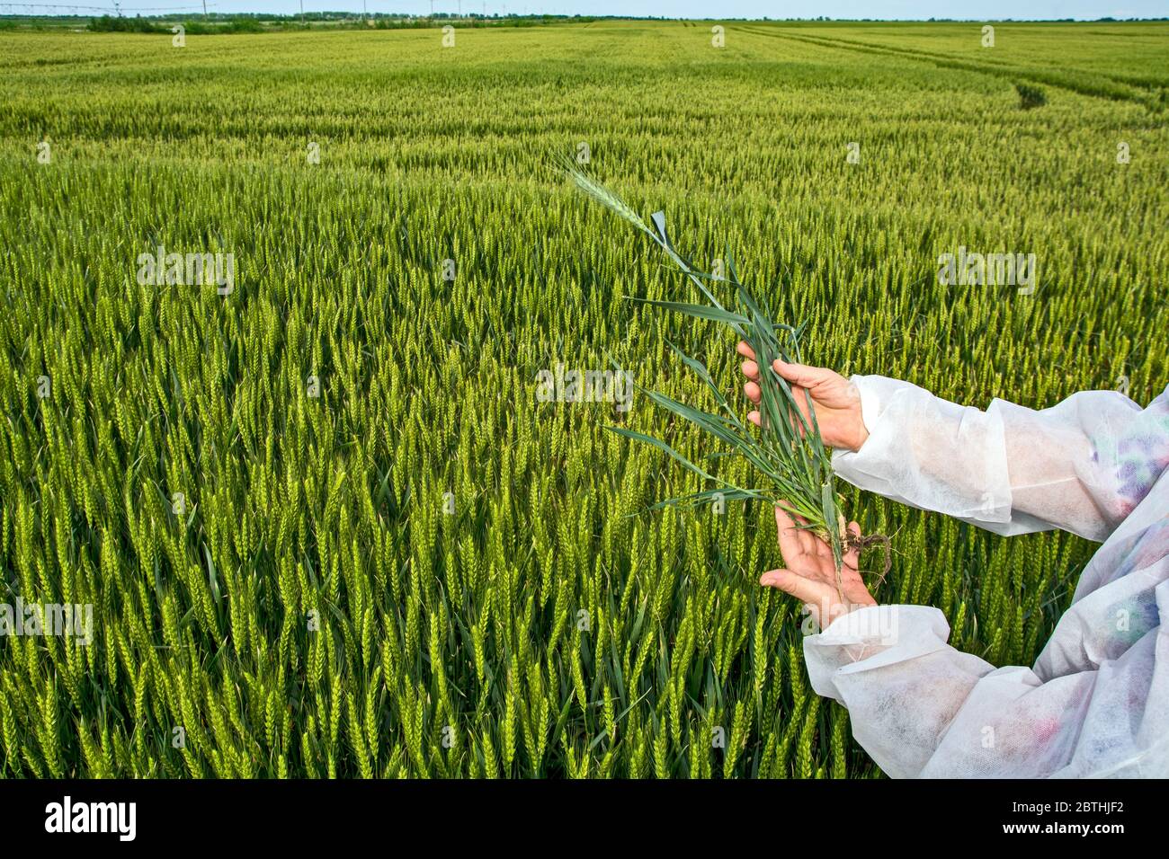 L'agronome effectue une inspection visuelle de l'état du jeune blé. Banque D'Images
