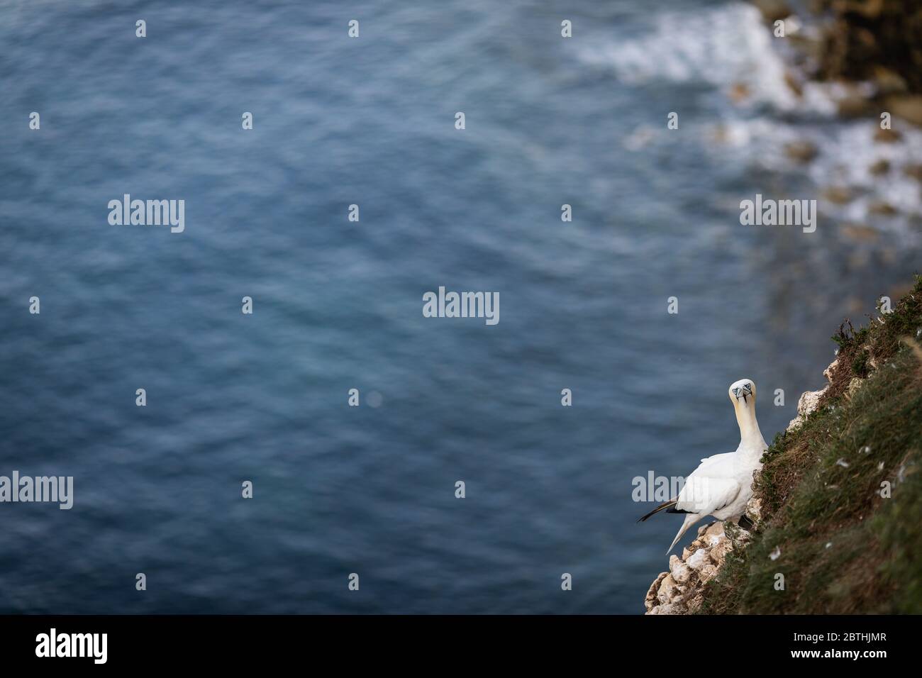 Un Gannet niche sur les falaises de Bempton le 9 juillet 2019 près de Bridlington, en Angleterre. Des milliers d'oiseaux de mer, y compris des gantets, migrent depuis les climats plus chauds pour nicher sur les falaises de craie de Bempton, dans le North Yorkshire, où ils passeront l'été à se reproduire et à élever leurs jeunes. Plus de 20,000 Gannets - cette paire pour la vie et peut vivre pendant plus de 20 ans - constituent le quart d'un million d'oiseaux marins qui reviennent nicher chaque été sur ces falaises de craie de 100 mètres de haut. Les Gannets qui nichent dans la réserve RSPB de Bempton Cliffs constituent la plus grande colonie de reproduction du continent britannique. Banque D'Images