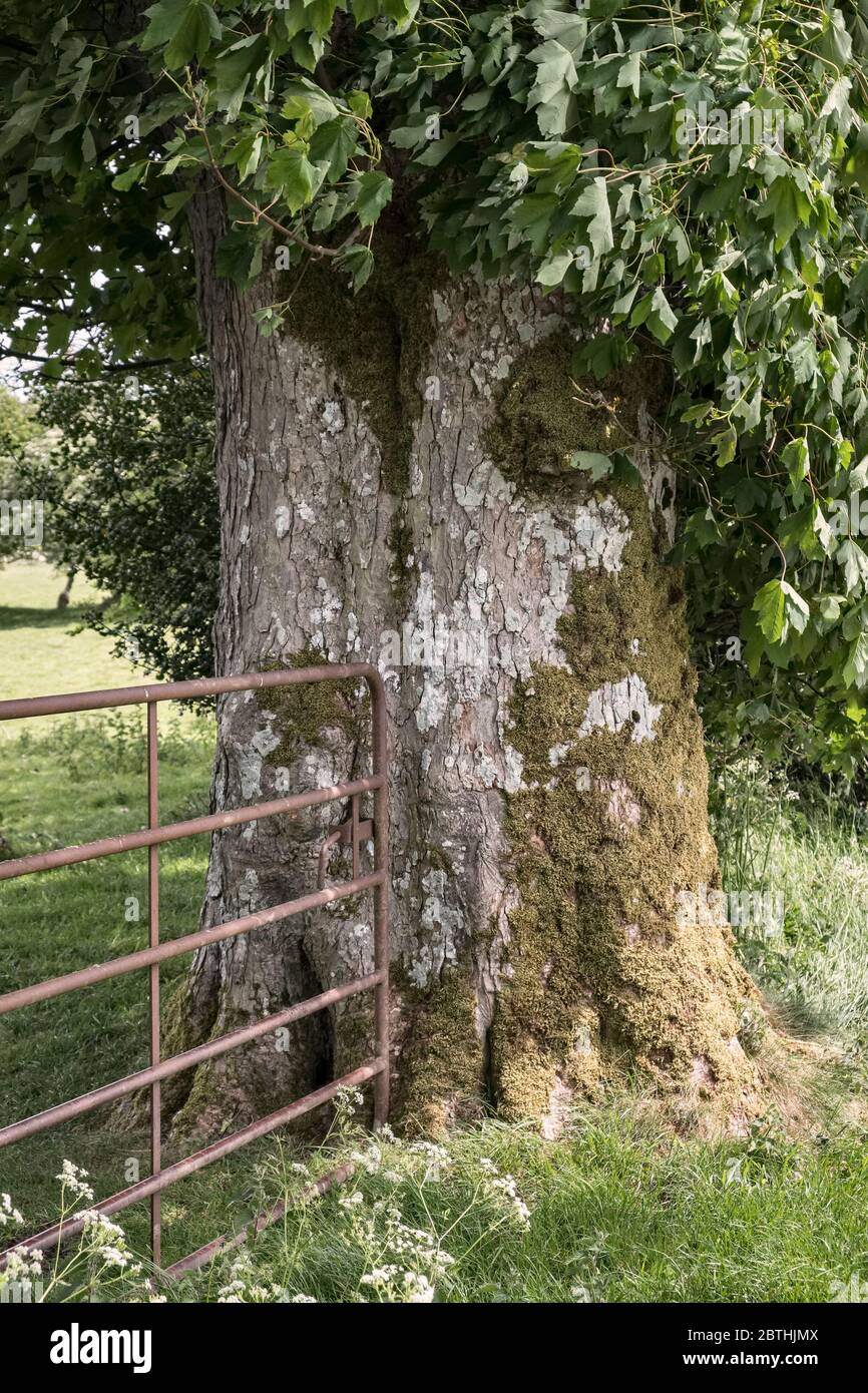 Tronc d'un vieux sycomore (Acer pseudoplatanus) agissant comme un poteau de porte. L'écorce montre les écailles rugueuses qui se développent avec l'âge (Shropshire, UK) Banque D'Images