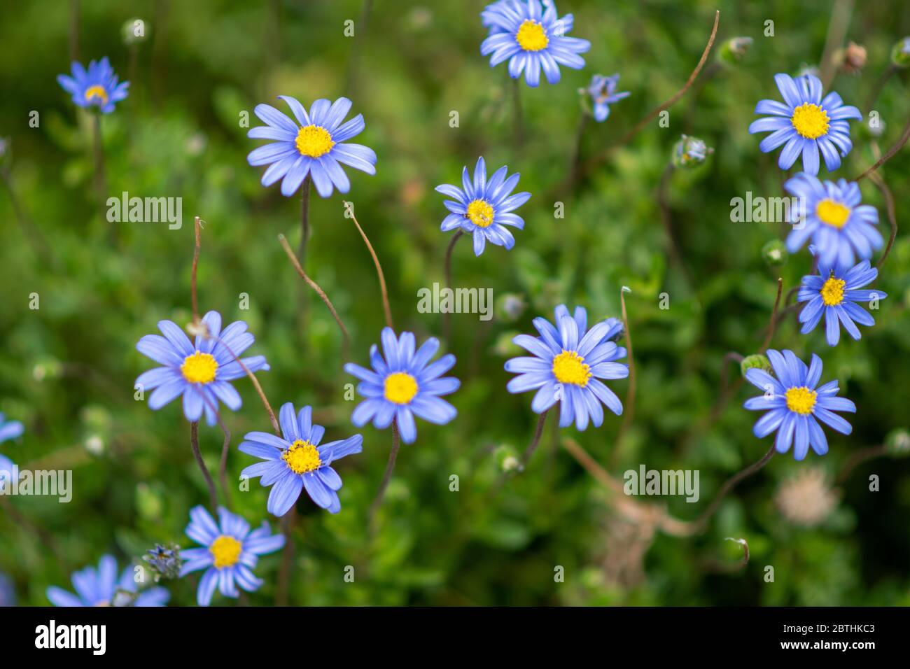 Un bouquet de fleurs de Marguerite bleu vif et vif dans un jardin. Banque D'Images Un bouquet de fleurs de Marguerite bleu vif et vif dans un jardin. Banque D'Images