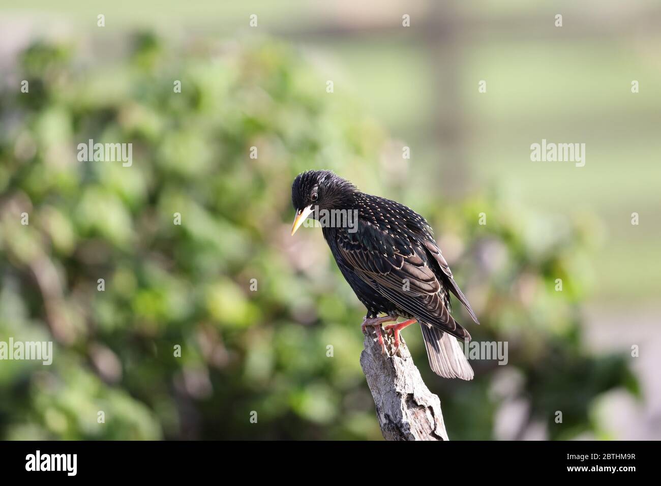 Starling commun (Sturnus vulgaris) illuminé par lumière de fin d'après-midi, Royaume-Uni Banque D'Images