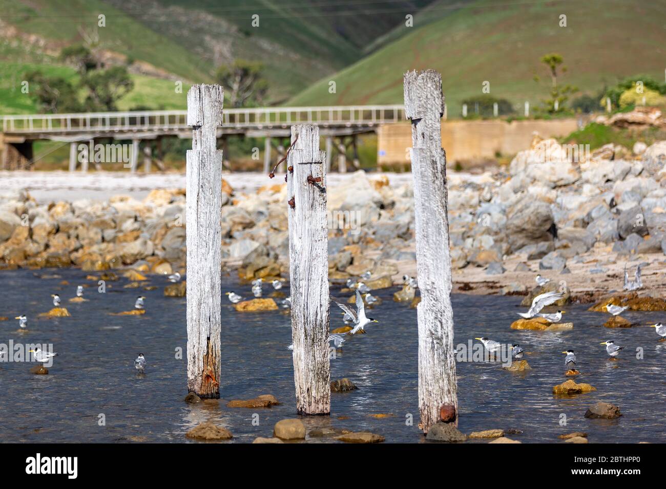 Les ruines emblématiques de la jetée, situées sur la plage de Myponga, sur la péninsule de Fleurieu, en Australie méridionale, le 24 mai 2020 Banque D'Images