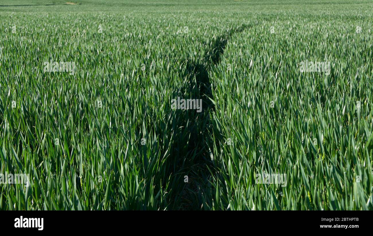 Chemin étroit traversant un champ de maïs vert luxuriant au printemps Banque D'Images