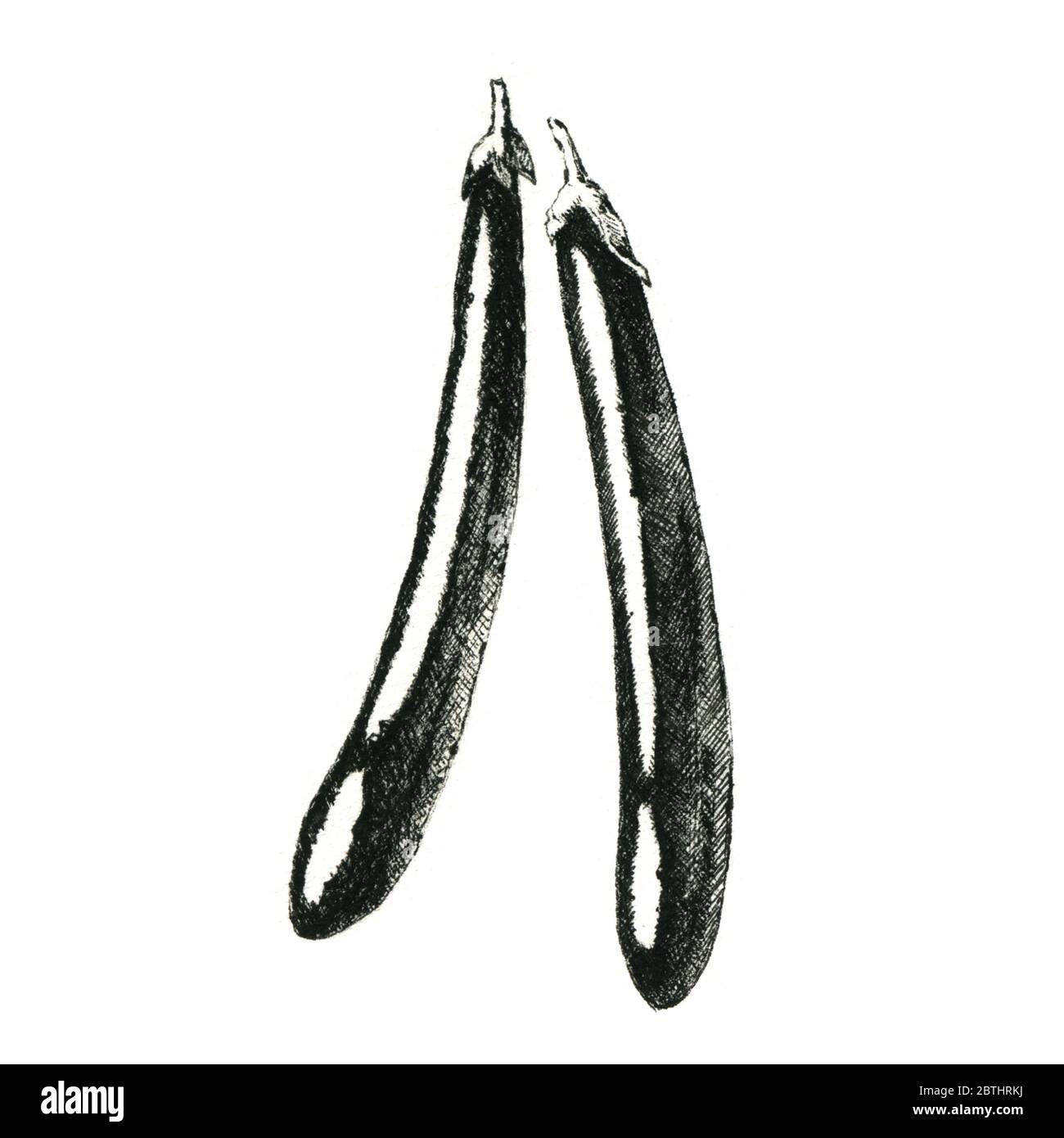 Image d'aubergine en noir et blanc dessinée à la main. JPEG uniquement Banque D'Images