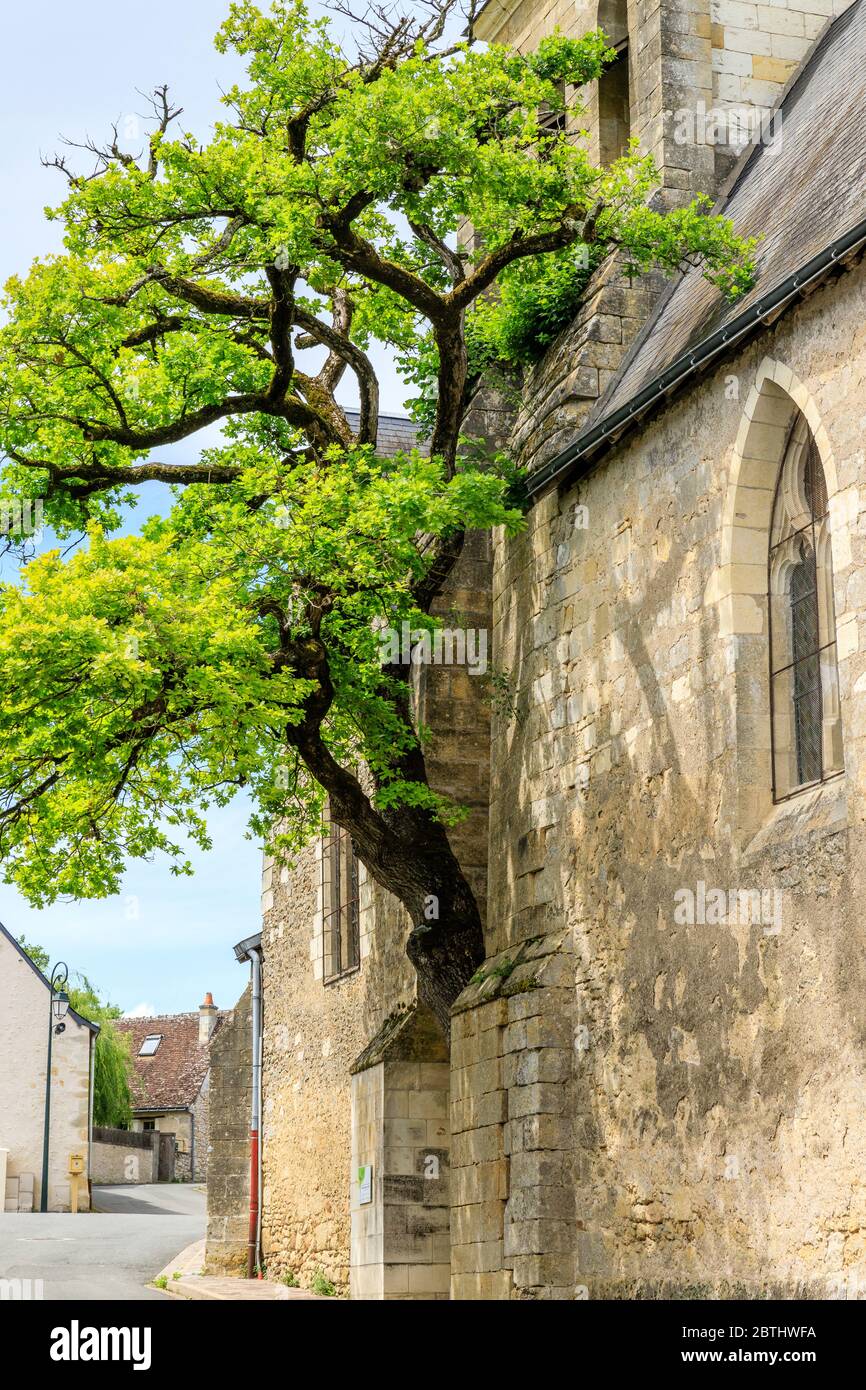 France, Indre et Loire, Chelle, vieux chêne (Quercus) classé arbre remarquable de France par l'association A.R.B.R.E.S. poussant dans le mur de Saint Didier ch Banque D'Images
