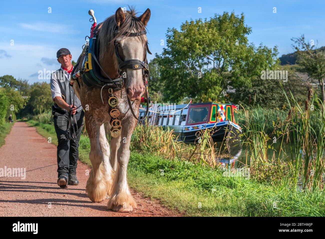 L'une des dernières barges tracées par des chevaux en Grande-Bretagne, le Tivertonien, dirigé par Alan Palmer et le cheval de course Ruby, attire les touristes le long du pittoresque Grand Banque D'Images