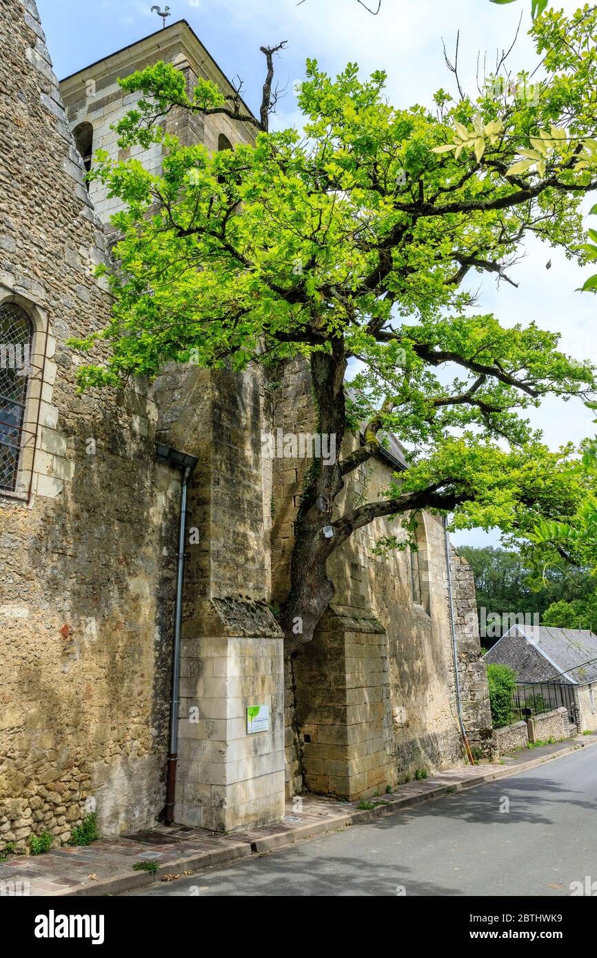 France, Indre et Loire, Chelle, vieux chêne (Quercus) classé arbre remarquable de France par l'association A.R.B.R.E.S. poussant dans le mur de Saint Didier ch Banque D'Images