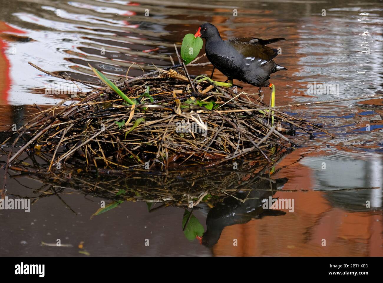 Loughborough, Leicestershire, Royaume-Uni. Un Moorhen construit un nid sur un étang dans le parc QueenÕs, le 26 mai 2020. Crédit Darren Staples/Alay Banque D'Images