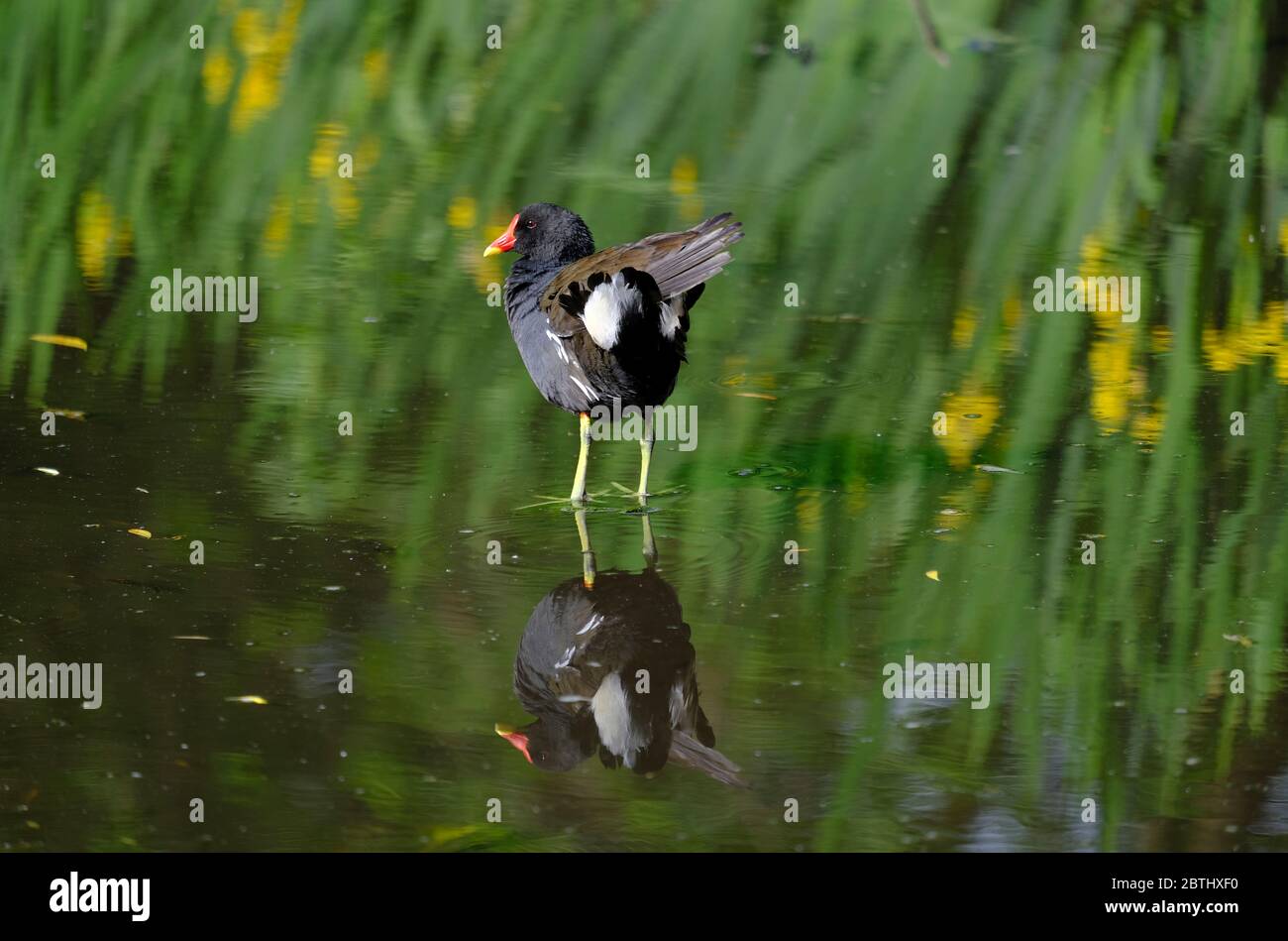 Loughborough, Leicestershire, Royaume-Uni. Un Moorhen préens sur un étang dans le parc QueenÕs, 26 mai 2020. Crédit Darren Staples/Alay Banque D'Images