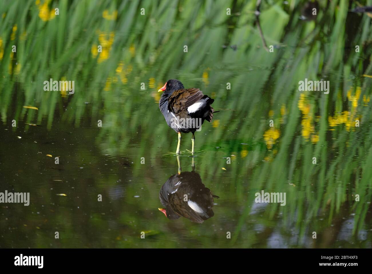 Loughborough, Leicestershire, Royaume-Uni. Un Moorhen préens sur un étang dans le parc QueenÕs, 26 mai 2020. Crédit Darren Staples/Alay Banque D'Images