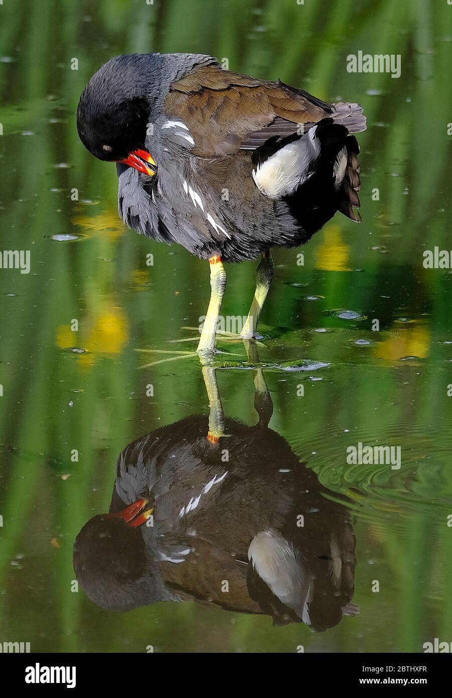 Loughborough, Leicestershire, Royaume-Uni. Un Moorhen préens sur un étang dans le parc QueenÕs, 26 mai 2020. Crédit Darren Staples/Alay Banque D'Images