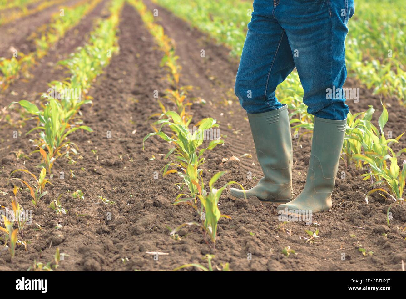 Une agricultrice de bottes en caoutchouc wellington debout dans un jeune champ de maïs vert après traitement par herbicide Banque D'Images