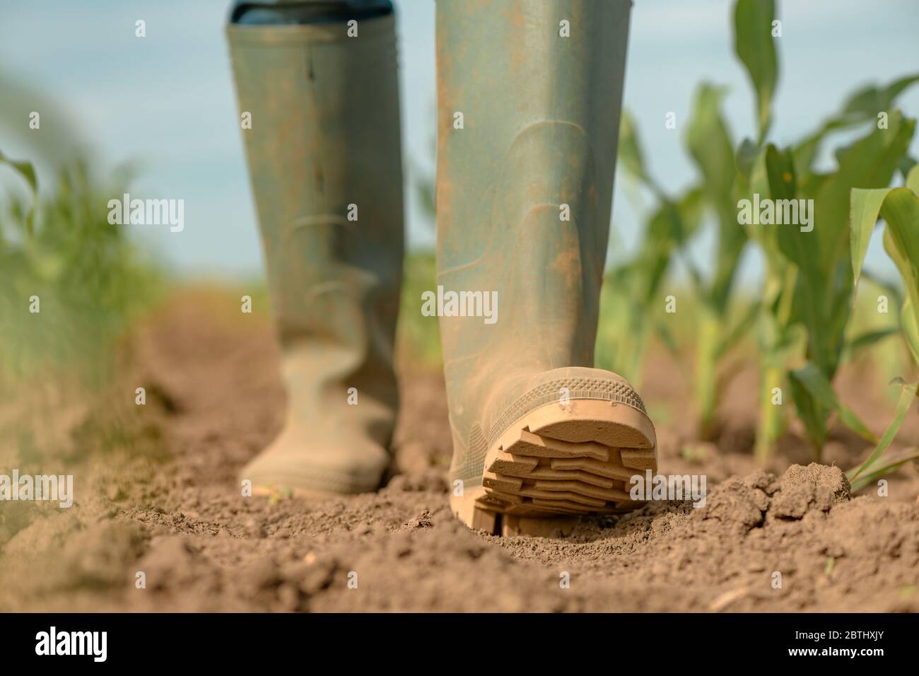 Femelle agriculteur marchant dans un champ de maïs vert jeune, gros plan de bottes wellington en caoutchouc, concentration sélective Banque D'Images