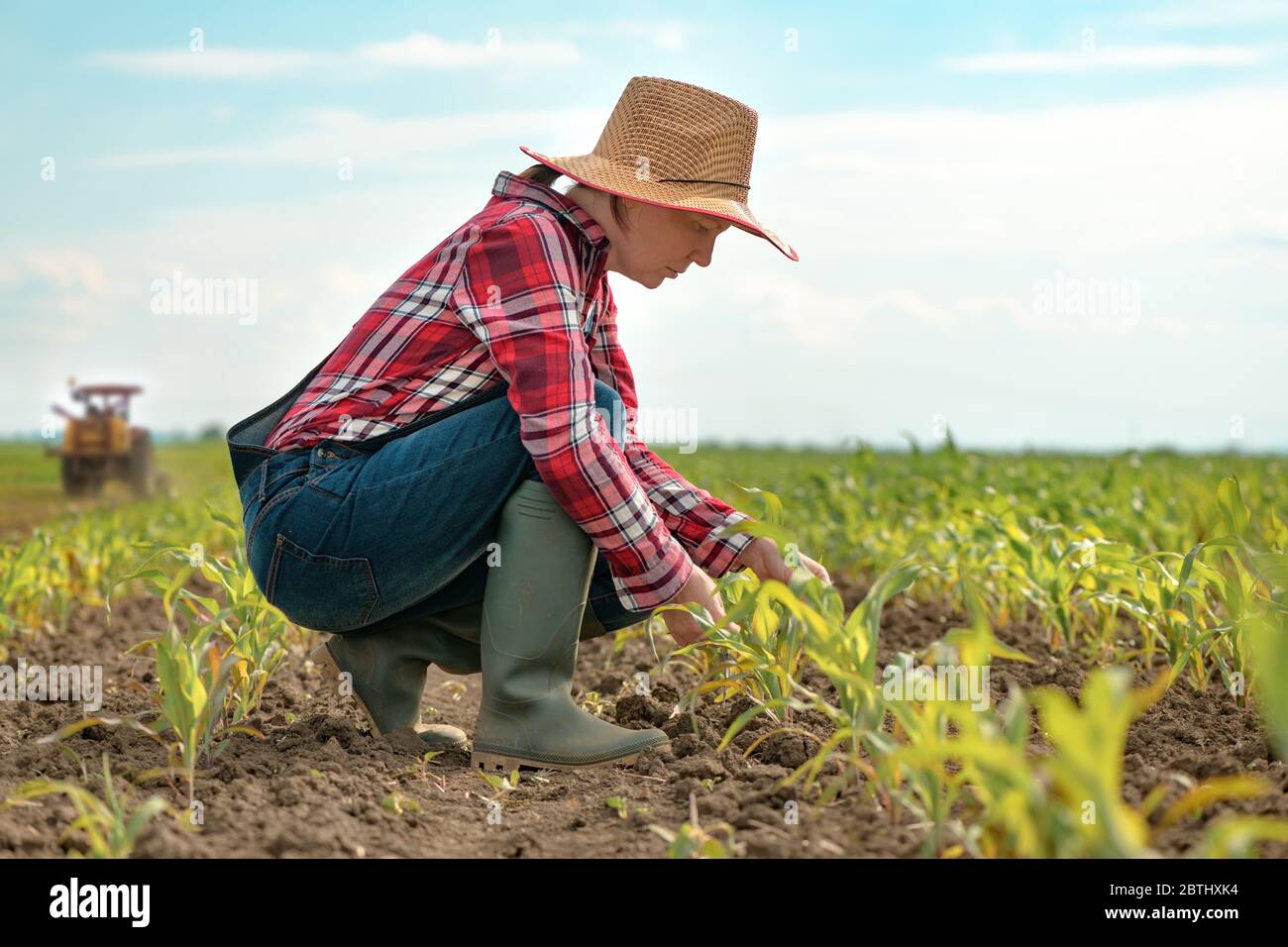 Une agricultrice examine de jeunes cultures de maïs vert au champ, une agronome regarde la plantation de maïs Banque D'Images