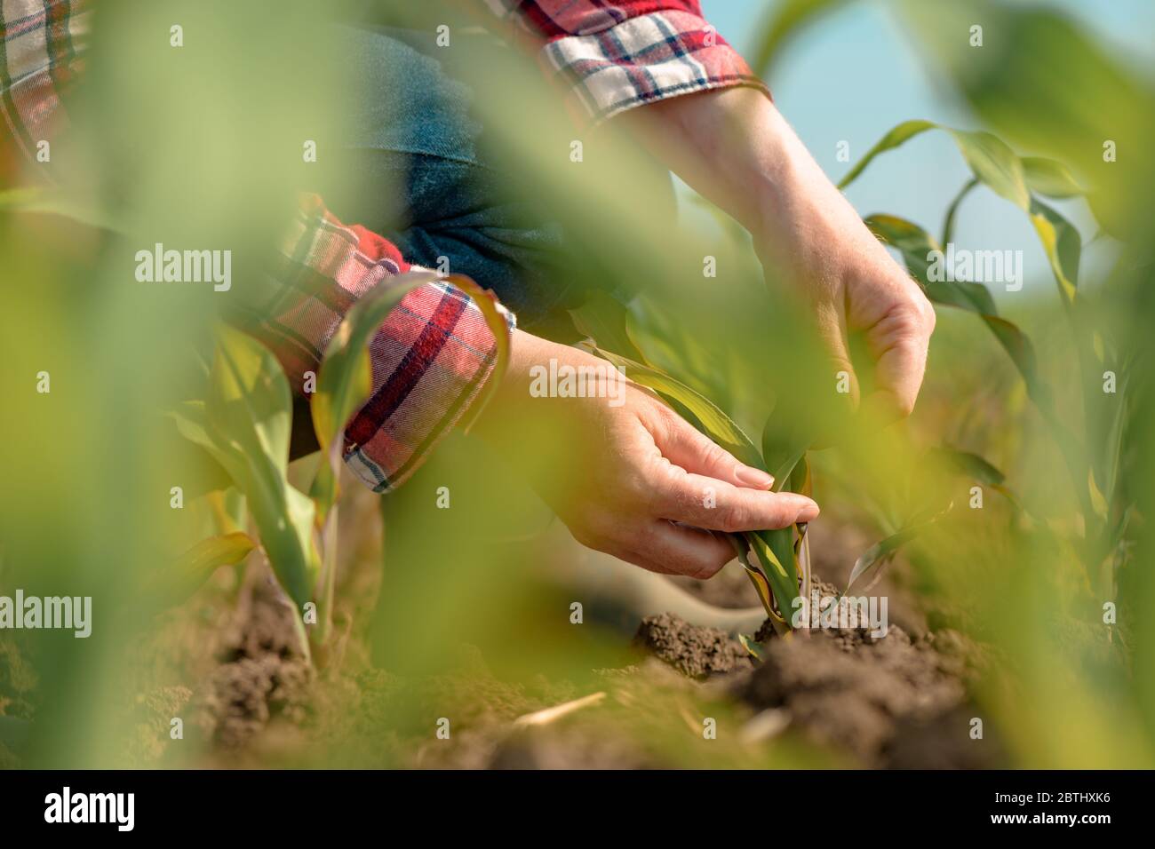 Agronome féminin examinant les jeunes cultures de maïs vert dans le champ, femme paysanne regardant la plantation de maïs, gros plan des mains, attention sélective Banque D'Images